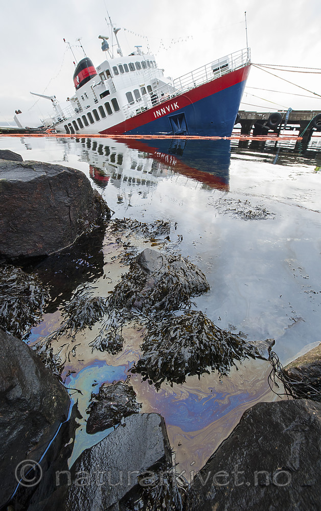 BB 13 0321 / Fucus vesiculosus / Blæretang