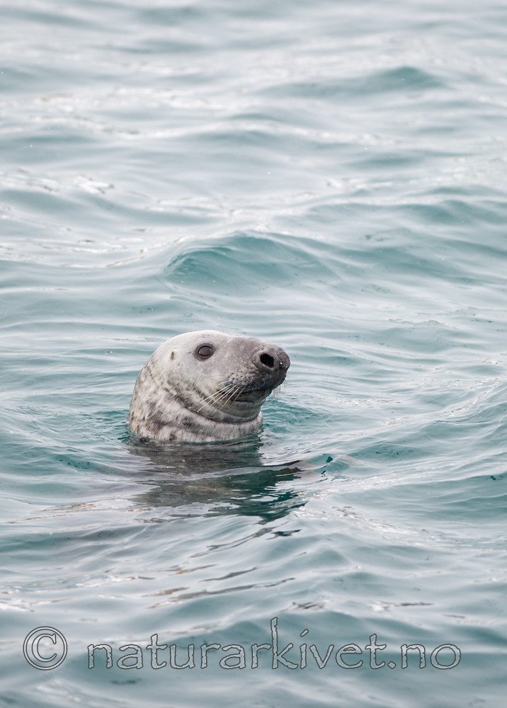 BB 13 0324 / Halichoerus grypus / Havert