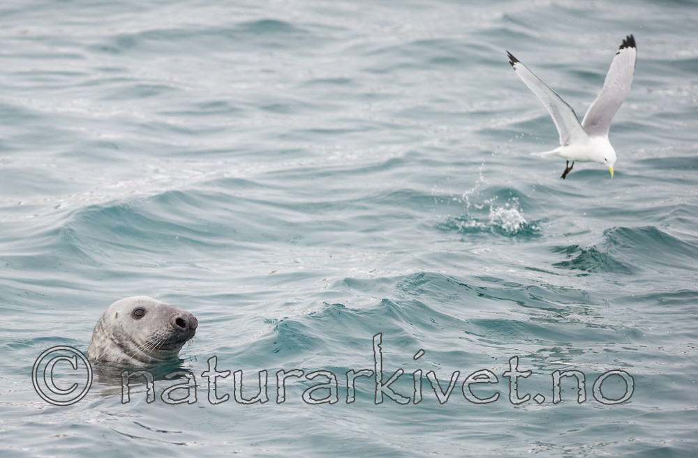 BB 13 0325 / Halichoerus grypus / Havert <br /> Rissa tridactyla / Krykkje