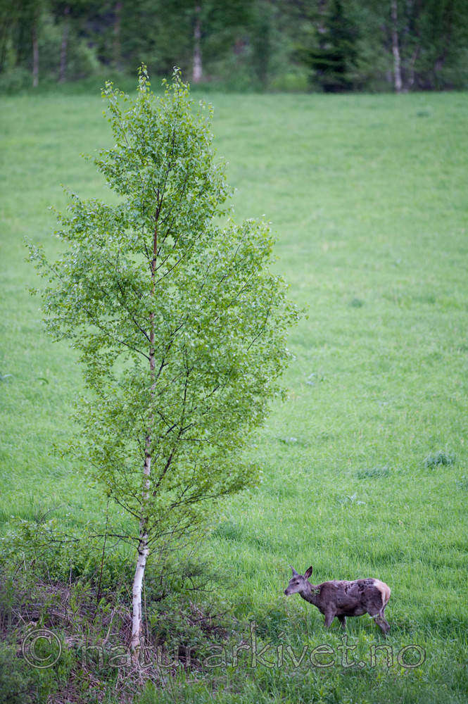 BB 13 0335 / Cervus elaphus / Hjort