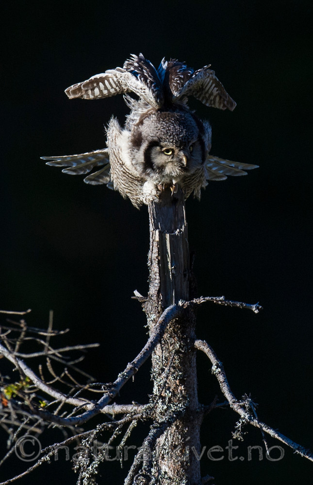 BB 13 0366 / Surnia ulula / Haukugle