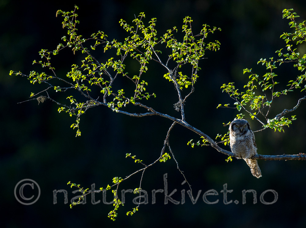 BB 13 0367 / Surnia ulula / Haukugle