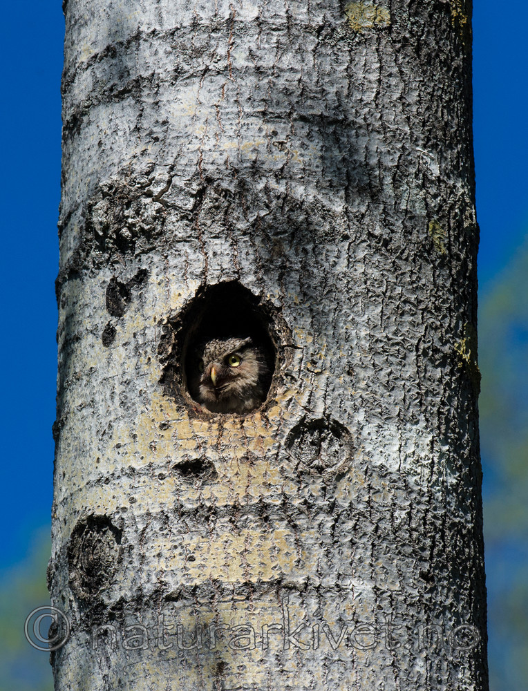 BB 13 0369 / Surnia ulula / Haukugle