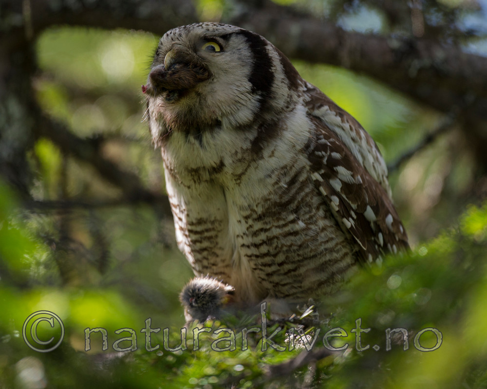 BB 13 0372 / Surnia ulula / Haukugle