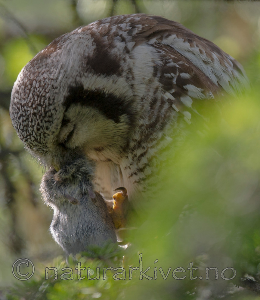 BB 13 0373 / Surnia ulula / Haukugle