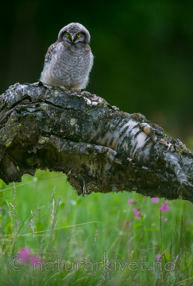 BB 13 0375 / Surnia ulula / Haukugle