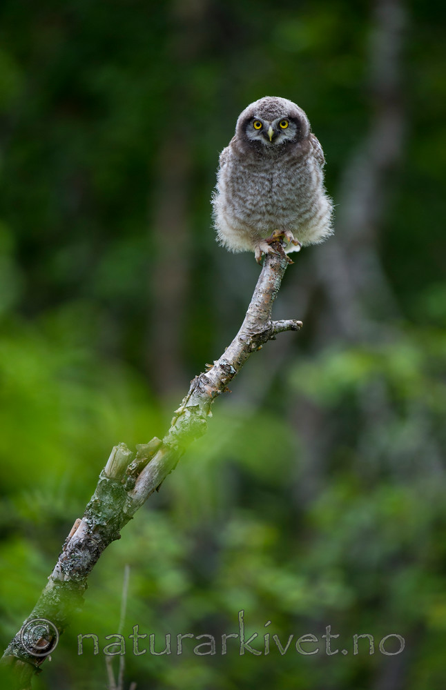 BB 13 0376 / Surnia ulula / Haukugle