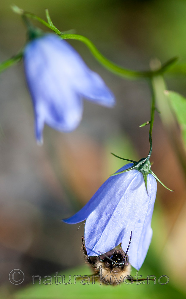 BB 13 0379 / Bombus soroeensis / Lundhumle <br /> Campanula rotundifolia / Blåklokke