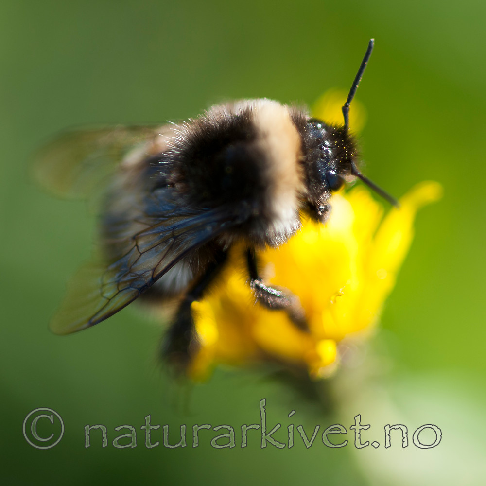 BB 13 0380 / Bombus soroeensis / Lundhumle <br /> Scorzoneroides autumnalis / Føllblom
