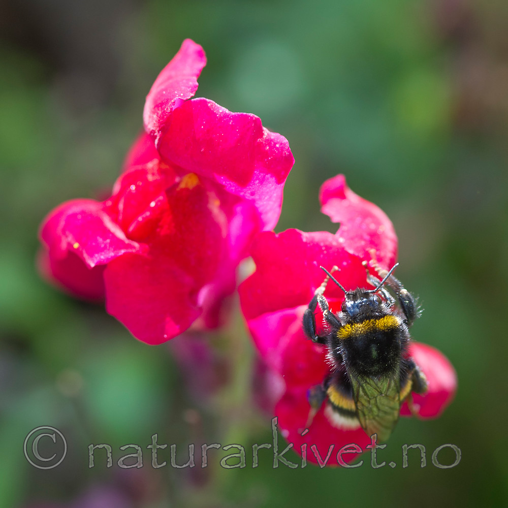 BB 13 0381 / Bombus terrestris / Mørk jordhumle