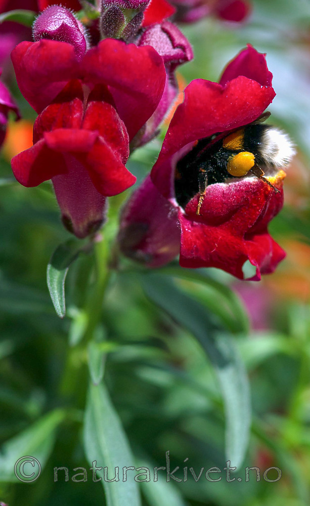 BB 13 0382 / Bombus terrestris / Mørk jordhumle