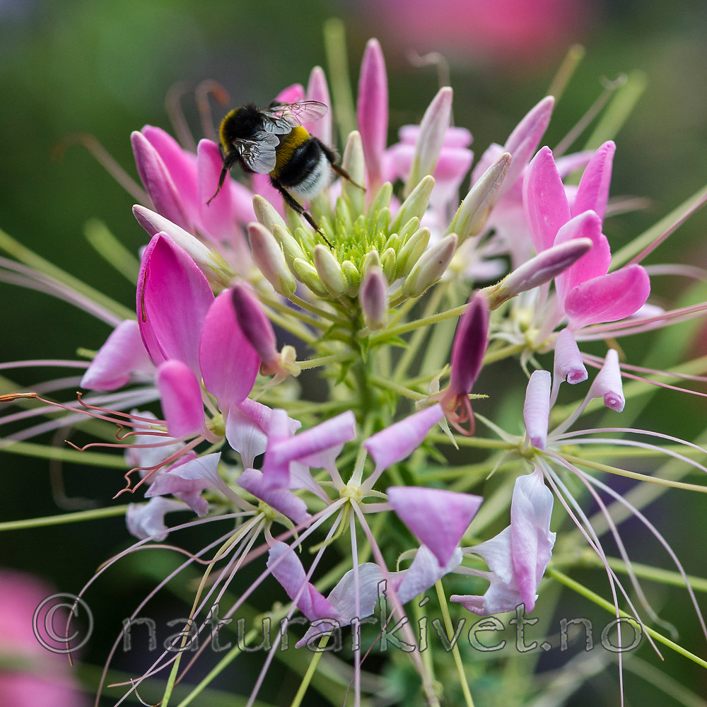 BB 13 0383 / Bombus terrestris / Mørk jordhumle <br /> Cleome spinosa / Edderkoppblom