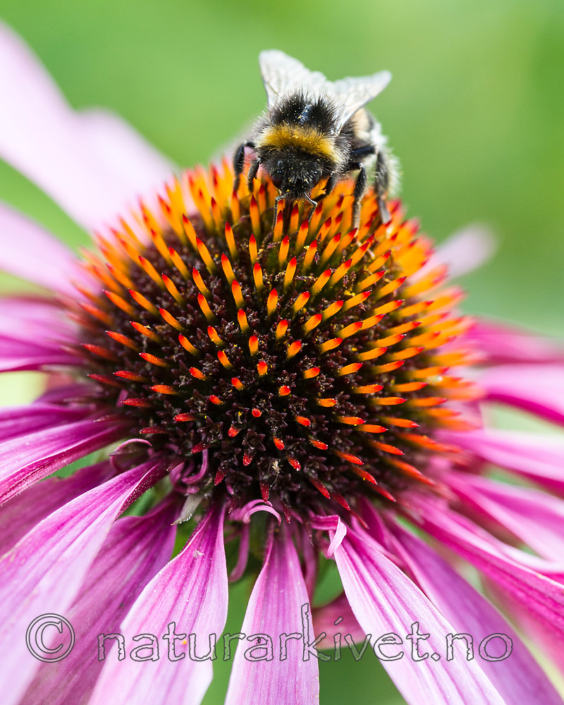 BB 13 0385 / Bombus terrestris / Mørk jordhumle <br /> Echinacea purpurea / Purpursolhatt