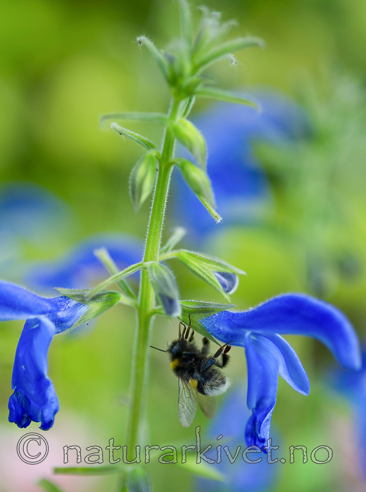 BB 13 0386 / Bombus terrestris / Mørk jordhumle