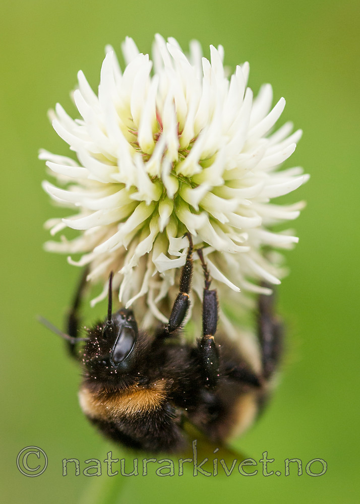 BB 13 0387 / Bombus terrestris / Mørk jordhumle <br /> Trifolium montanum / Bakkekløver