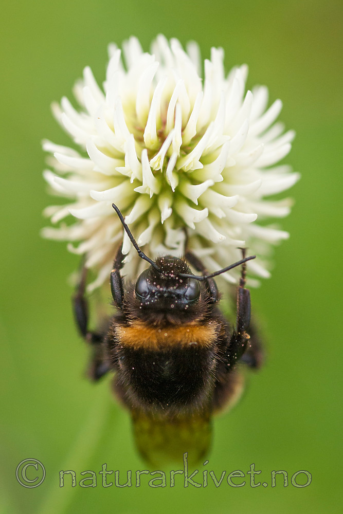 BB 13 0388 / Bombus terrestris / Mørk jordhumle <br /> Trifolium montanum / Bakkekløver