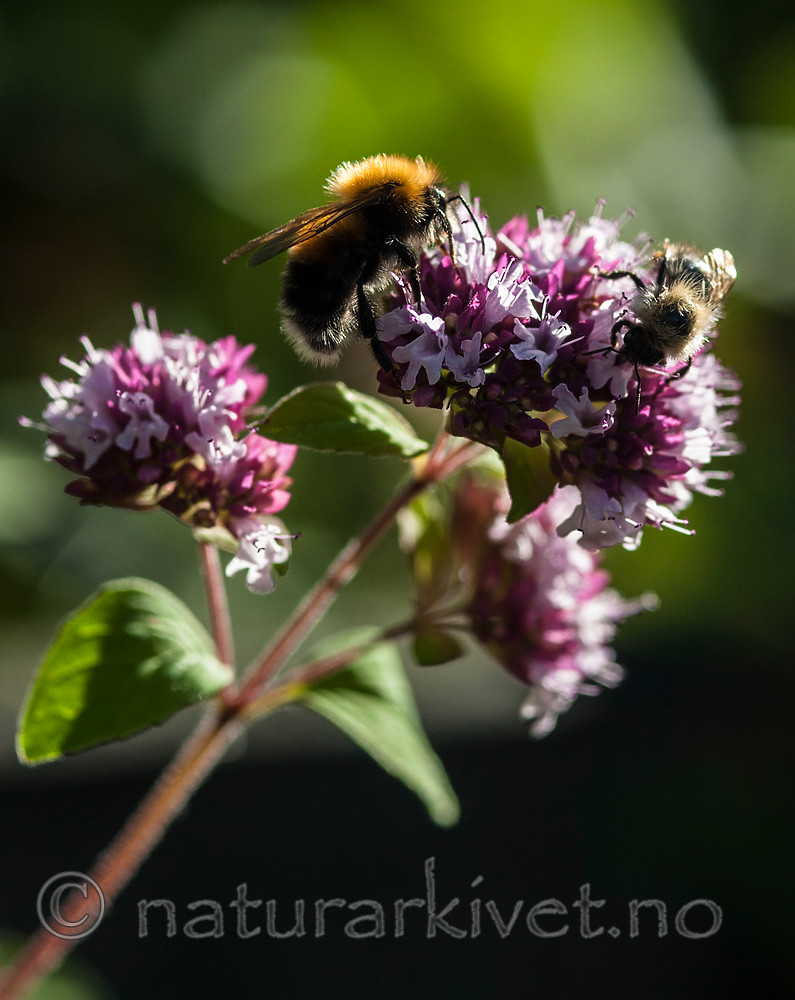 BB 13 0395 / Bombus hypnorum / Trehumle <br /> Origanum vulgare / Bergmynte