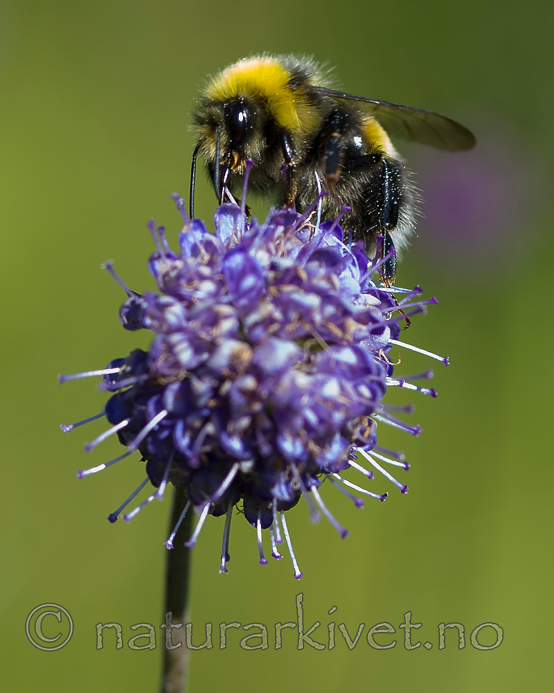 BB 13 0396 / Bombus lucorum / Lys jordhumle <br /> Succisa pratensis / Blåknapp