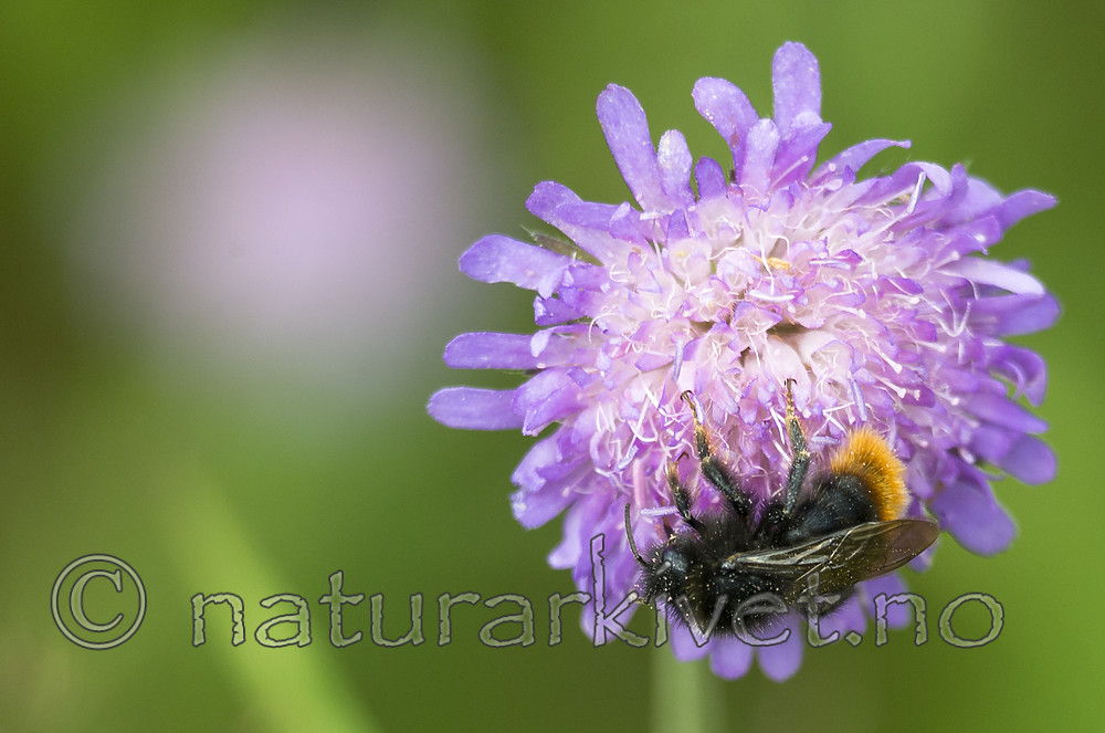 BB 13 0397 / Bombus rupestris / Steingjøkhumle <br /> Knautia arvensis / Rødknapp
