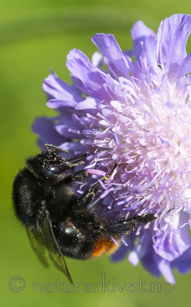 BB 13 0398 / Bombus rupestris / Steingjøkhumle <br /> Knautia arvensis / Rødknapp