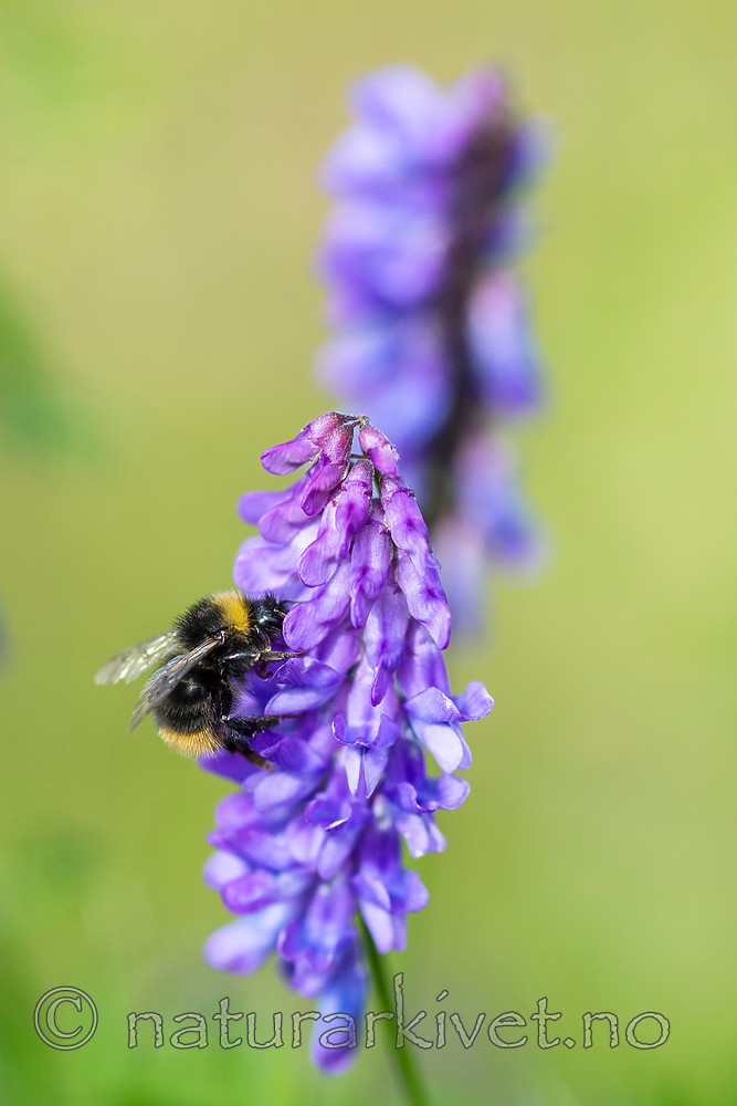BB 13 0399 / Bombus pratorum / Markhumle <br /> Vicia cracca / Fuglevikke