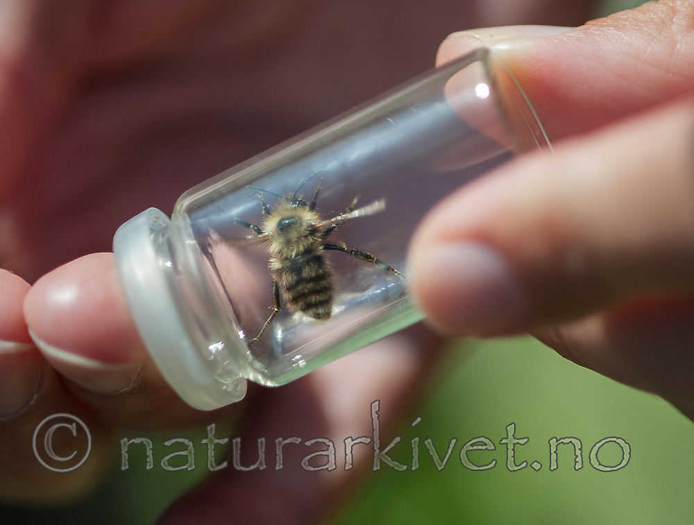 BB 13 0400 / Bombus sylvarum / Enghumle