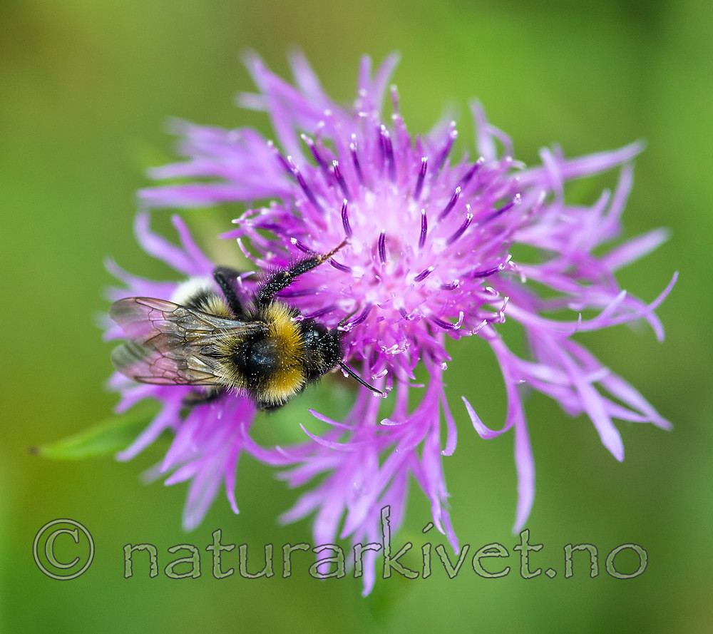 BB 13 0402 / Bombus hortorum / Hagehumle <br /> Centaurea jacea / Engknoppurt