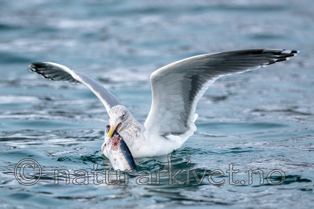 BB 13 0403 / Clupea harengus / Sild <br /> Larus argentatus / Gråmåke