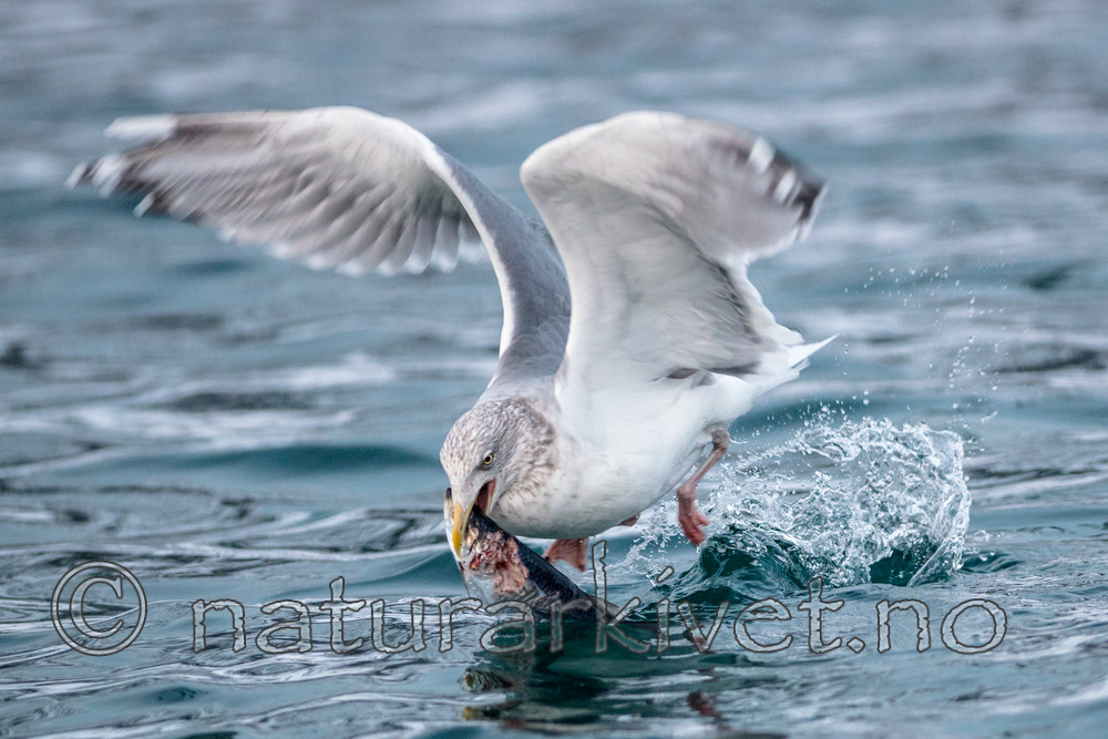 BB 13 0404 / Clupea harengus / Sild <br /> Larus argentatus / Gråmåke