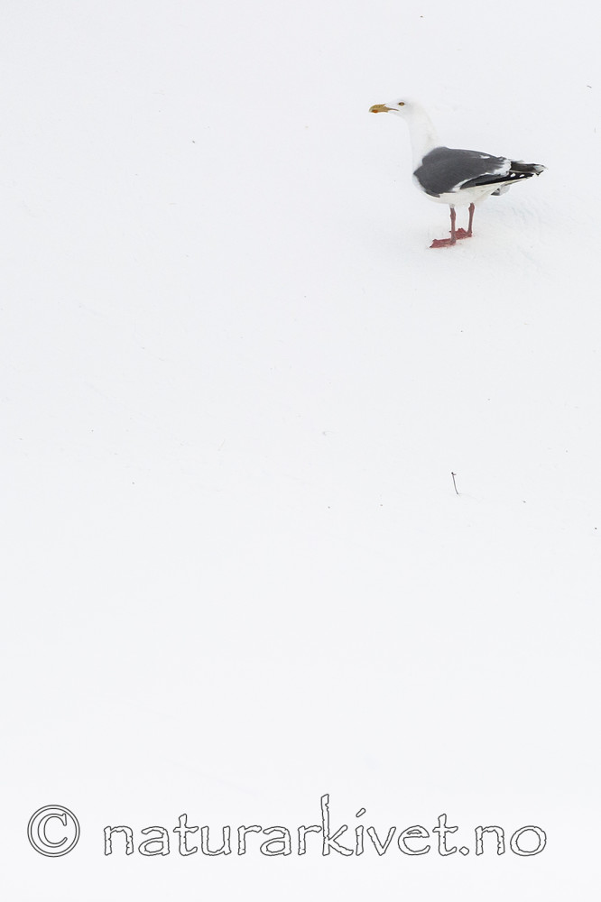 BB 13 0407 / Larus argentatus / Gråmåke
