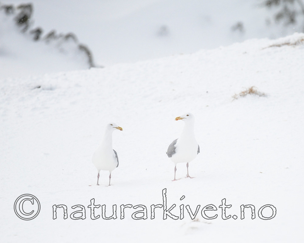 BB 13 0408 / Larus argentatus / Gråmåke