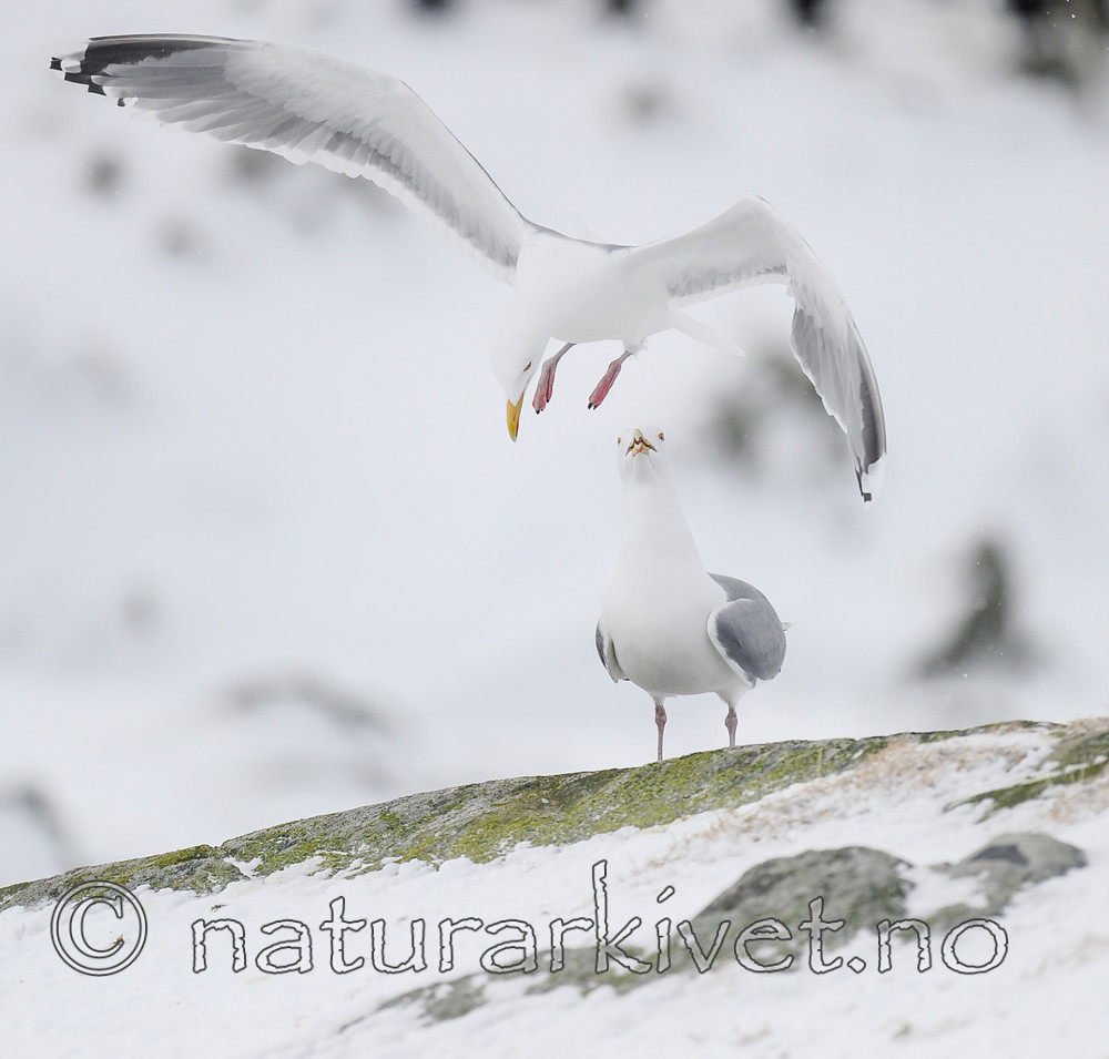 BB 13 0409 / Larus argentatus / Gråmåke