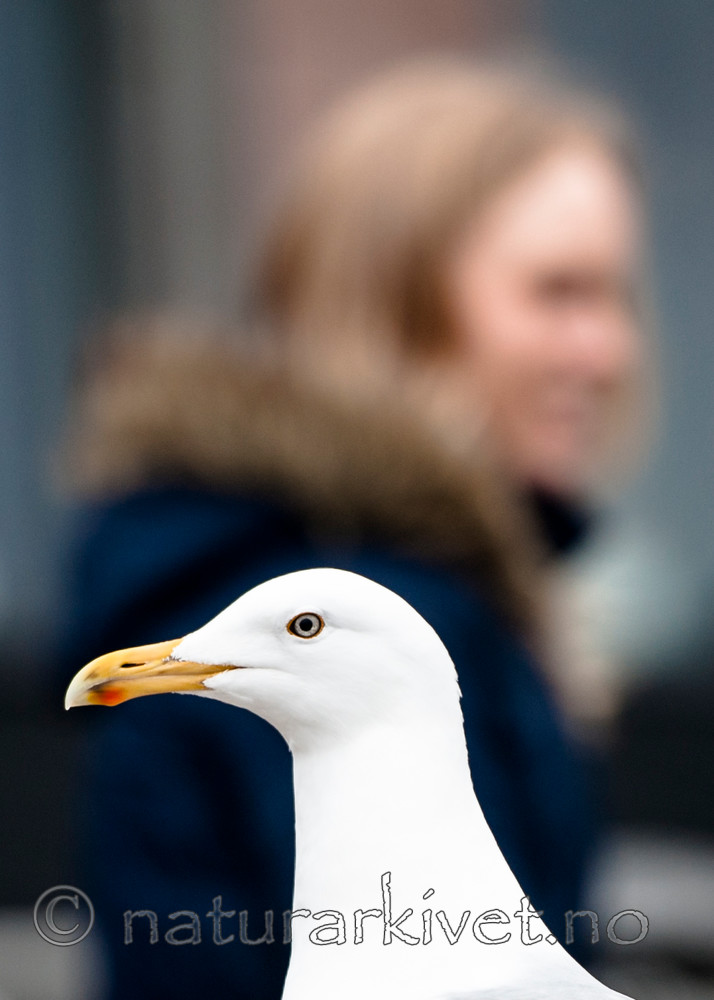 BB 13 0414 / Larus argentatus / Gråmåke