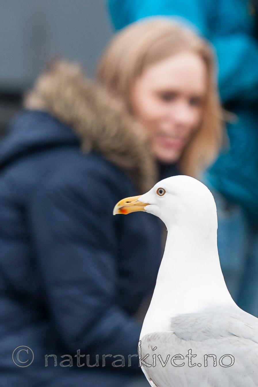 BB 13 0415 / Larus argentatus / Gråmåke