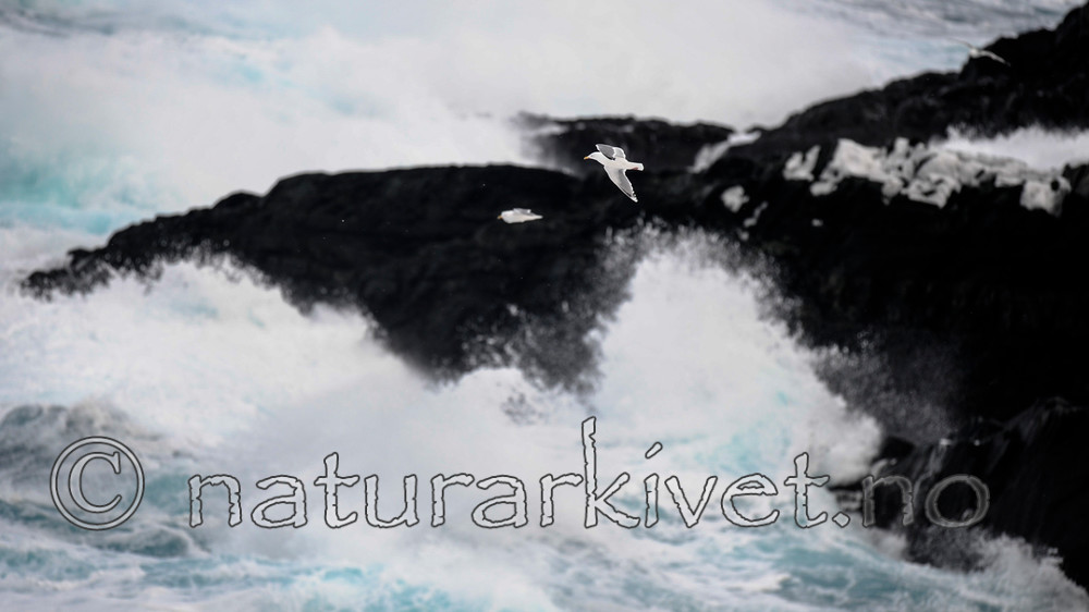 BB 13 0419 / Larus argentatus / Gråmåke