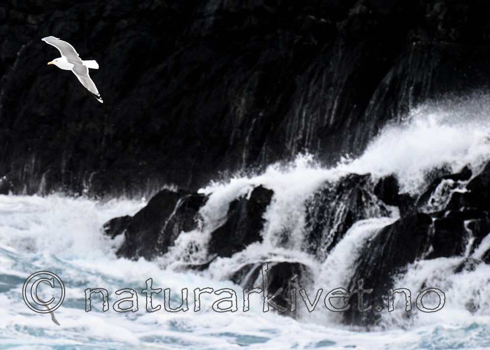 BB 13 0420 / Larus argentatus / Gråmåke