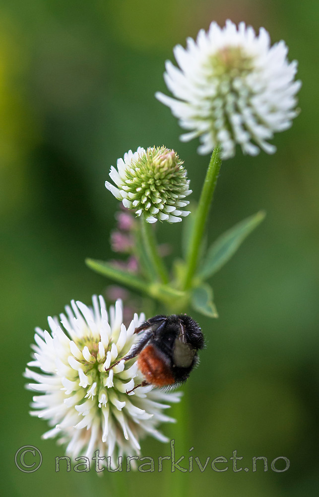 BB 13 0423 / Bombus lapidarius / Steinhumle <br /> Trifolium montanum / Bakkekløver