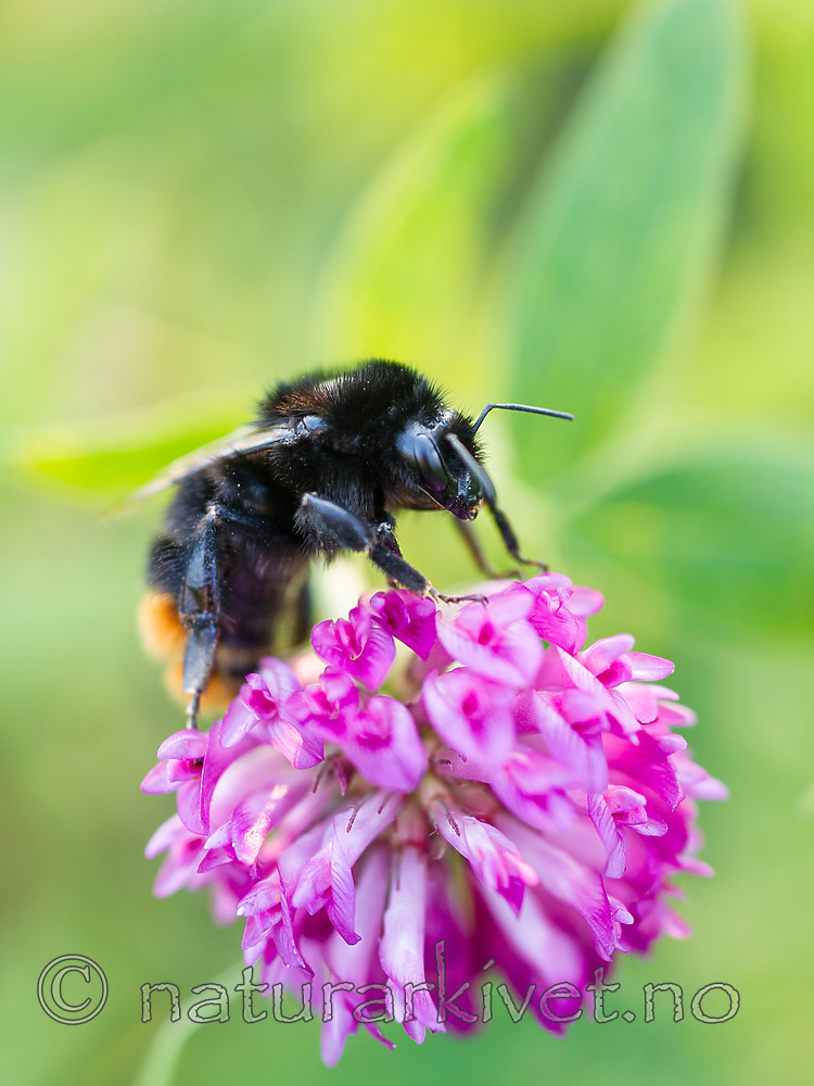 BB 13 0426 / Bombus lapidarius / Steinhumle <br /> Trifolium pratense / Rødkløver