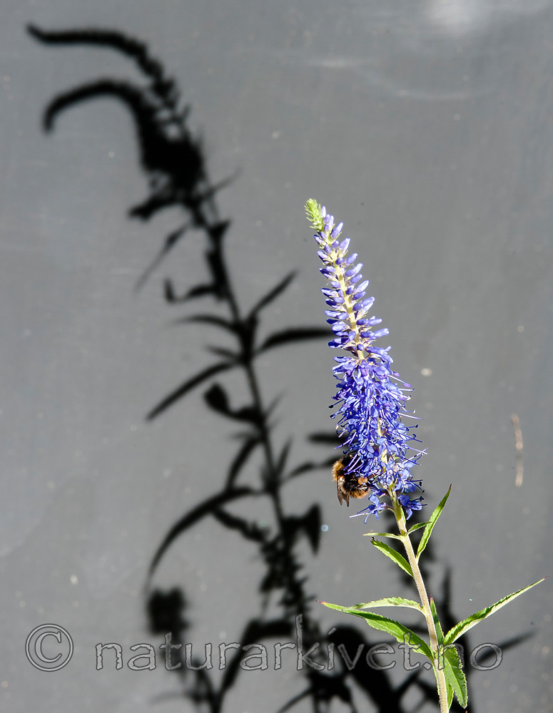 BB 13 0427 / Bombus pascuorum / åkerhumle
