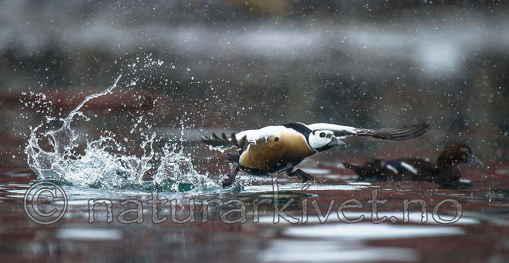 BB 13 0431 / Polysticta stelleri / Stellerand