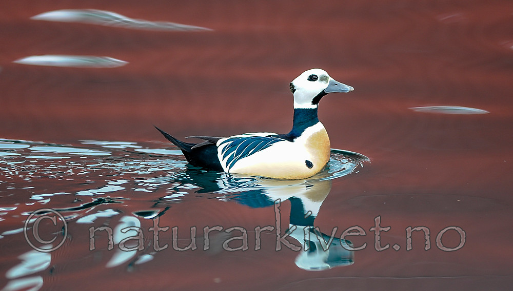 BB 13 0439 / Polysticta stelleri / Stellerand