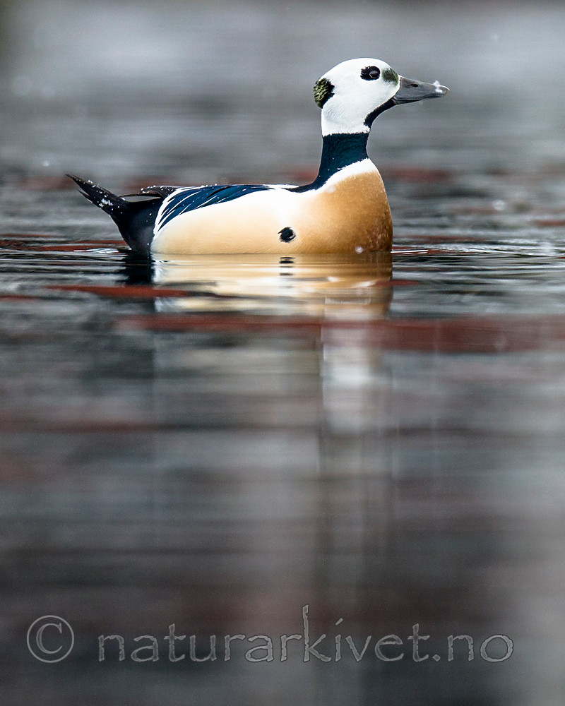 BB 13 0442 / Polysticta stelleri / Stellerand