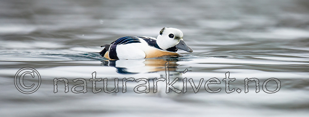 BB 13 0445 / Polysticta stelleri / Stellerand