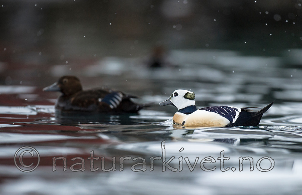 BB 13 0446 / Polysticta stelleri / Stellerand