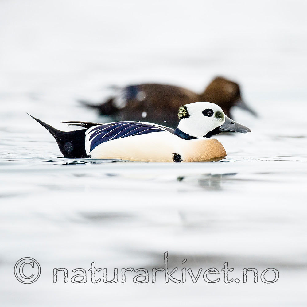 BB 13 0447 / Polysticta stelleri / Stellerand