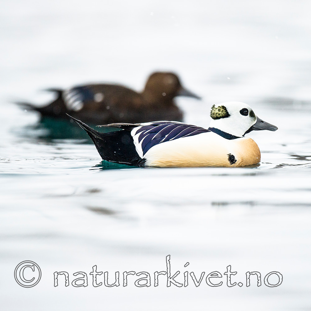 BB 13 0448 / Polysticta stelleri / Stellerand