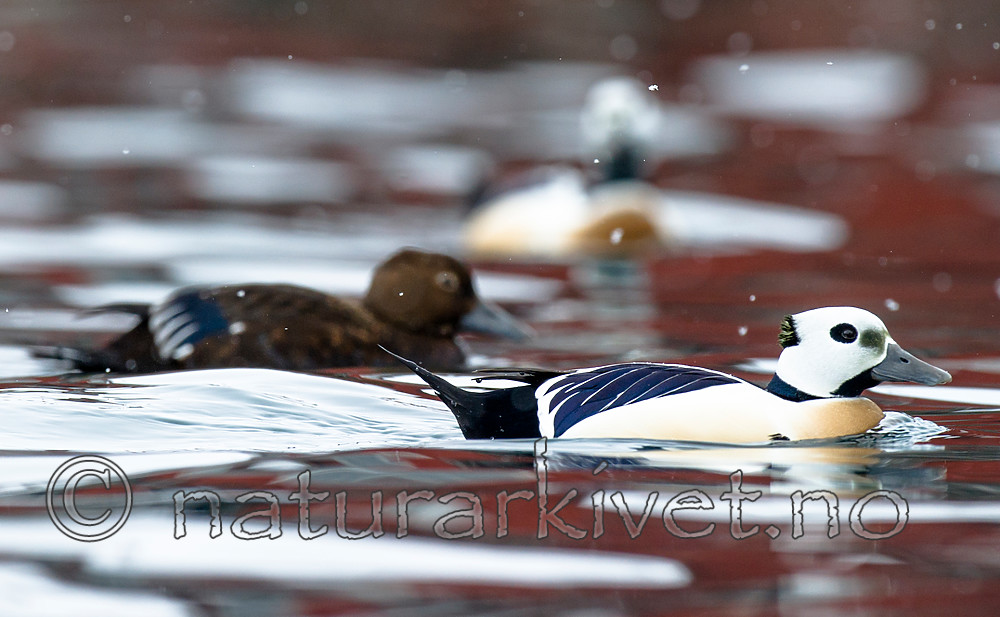 BB 13 0450 / Polysticta stelleri / Stellerand