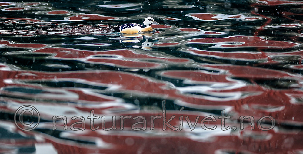 BB 13 0457 / Polysticta stelleri / Stellerand