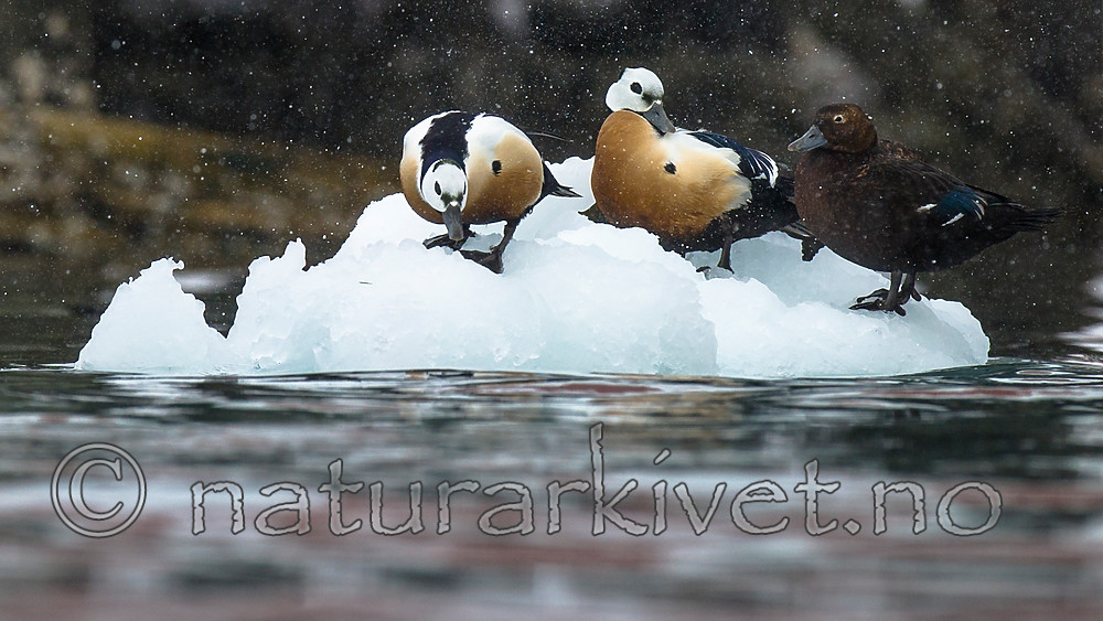 BB 13 0469 / Polysticta stelleri / Stellerand