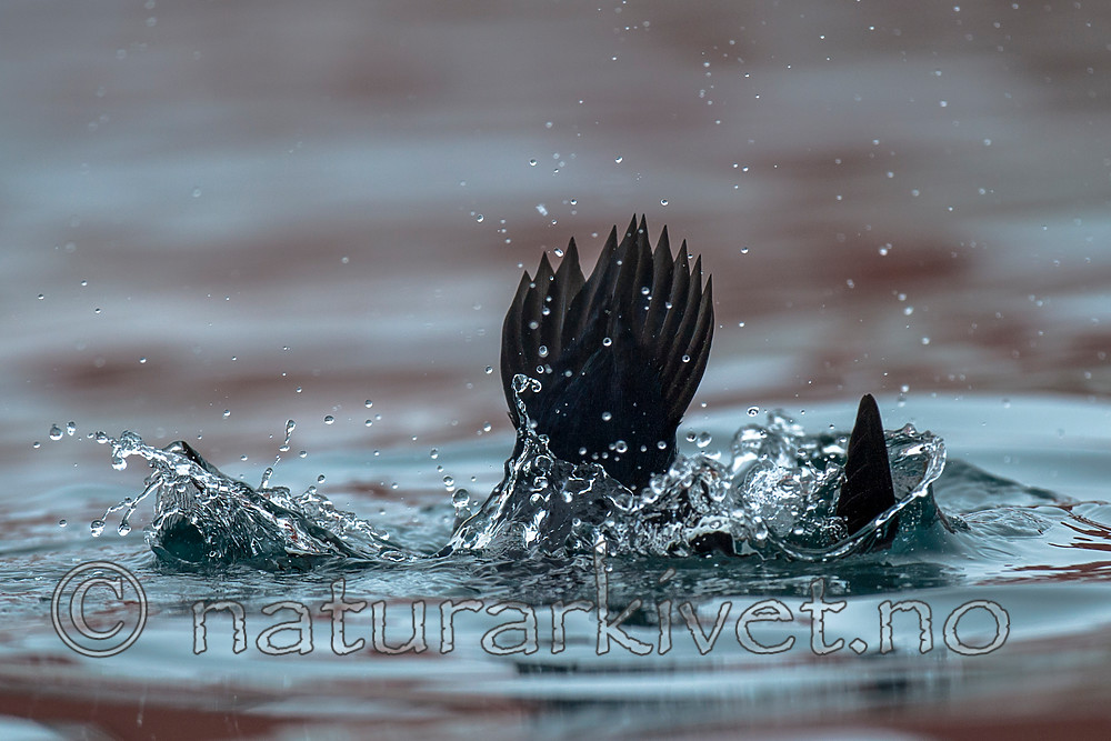 BB 13 0476 / Polysticta stelleri / Stellerand